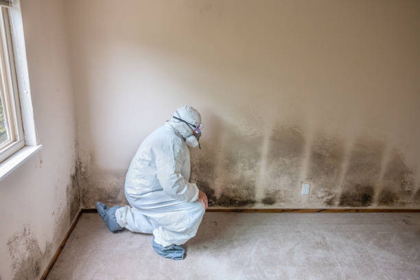 Best Emergency Mold Remediation  in Georgetown, GA